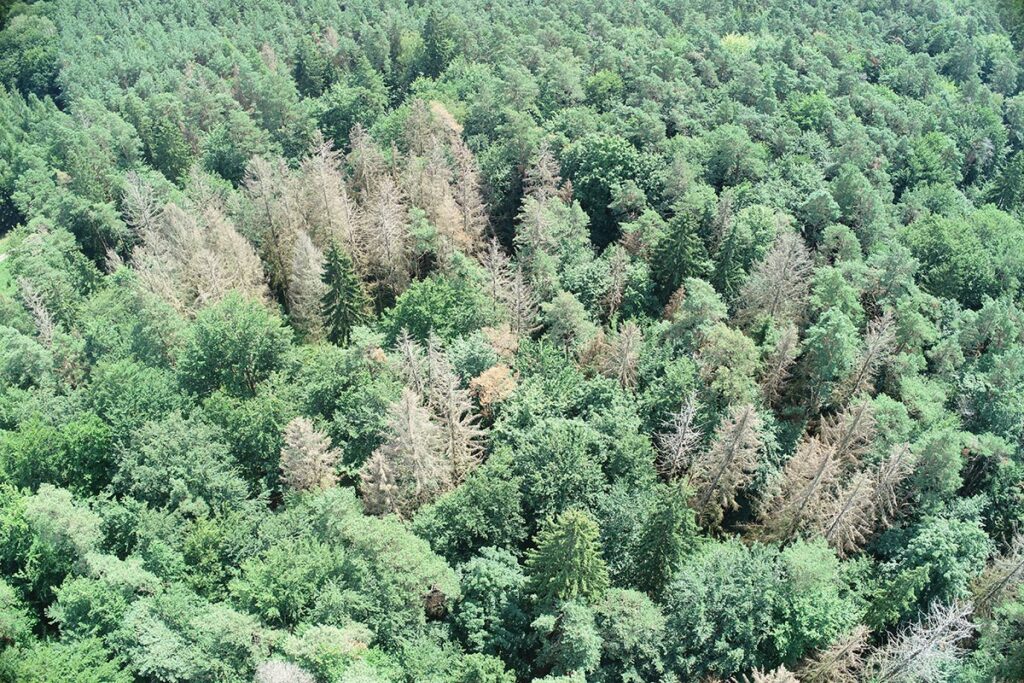 Ein digitalisierter Wald für Forschung und Lehre