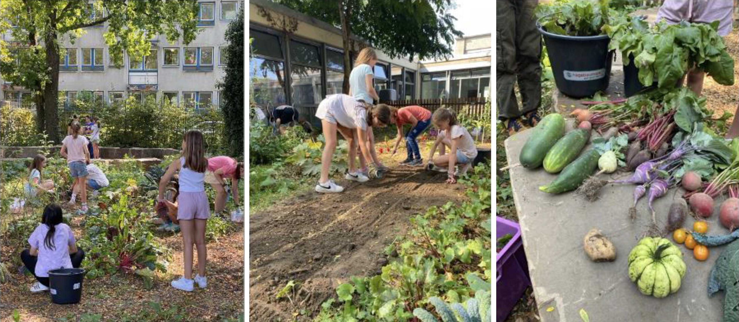 Sattelmühle-Stiftung Förderprojekt Grünes Klassenzimmer Apostelgymnasium Köln