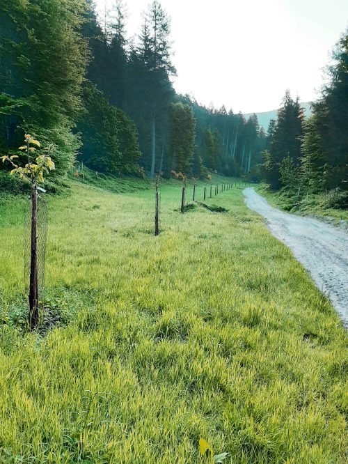 Sattelmühle-Stiftung Forstgut Forsteinrichtung Streuobstprojekt Sattelmühle-Stiftung Forstgut Forsteinrichtung Streuobstprojekt